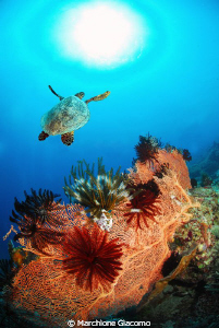 REEF
Nikon D200, 10,5mm,twin strobo
Gili trawalgan 2009 by Marchione Giacomo 